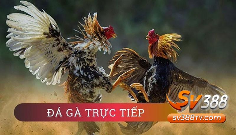 Đá gà trực tiếp là gì? 