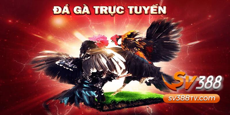 Đá gà trực tuyến hấp dẫn không kém gì đá gà trực tiếp