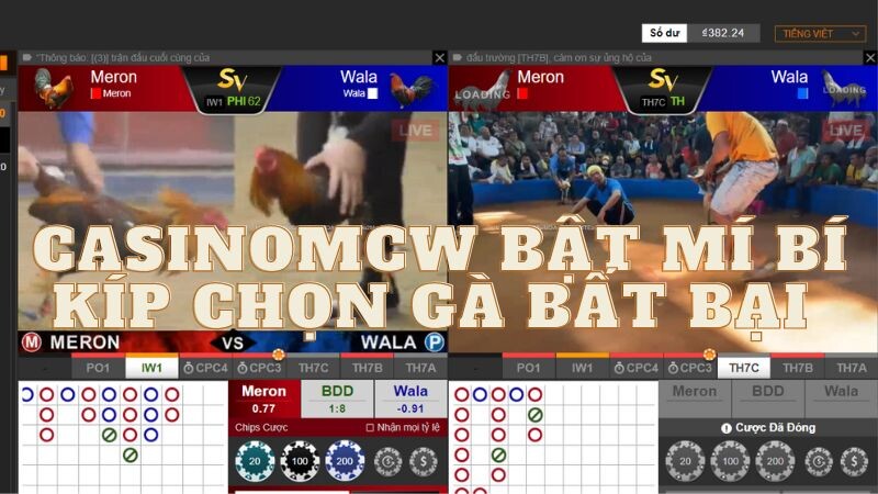 Casinomcw bật mí bí kíp chọn gà bất bại 