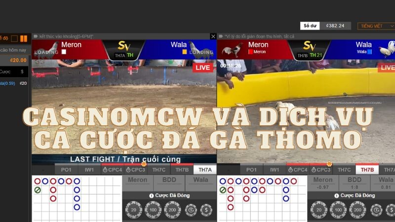 Casinomcw và dịch vụ cá cược đá gà thomo