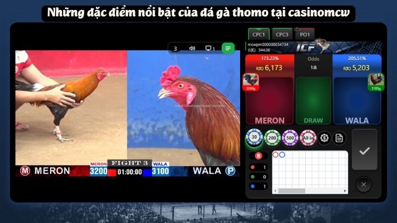 Những đặc điểm nổi bật của đá gà thomo tại casinomcw