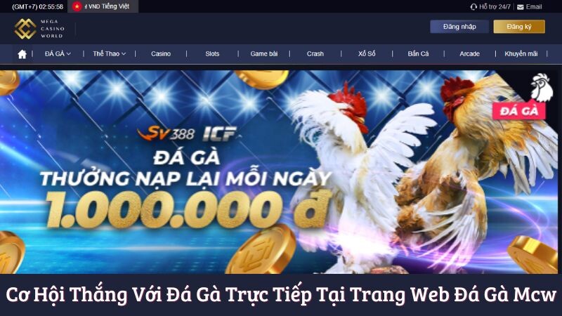 Tại sao nên trải nghiệm cá cược đá gà trực tiếp tại trang web đá gà mcw?