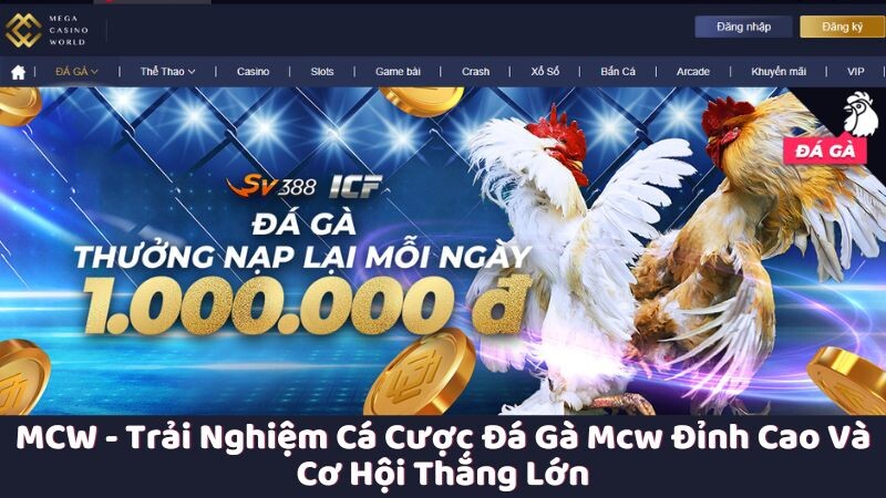 Chia sẻ lý do MCW là một lựa chọn hàng đầu cho cá cược đá gà mcw trực tuyến